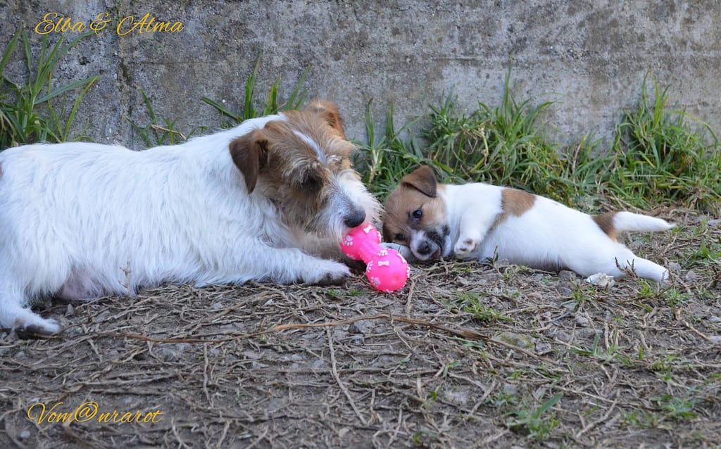 Hembra jack russell terrier, pienso para perros, mejores marcas de pienso, criadero jack russell, jack russell terrier, jack russell terrier precio, jack russell pelo largo, jack russell terrier mini, jack russell pelo corto, jack russell precio, jack russell broken, jack russell pelo duro, jack russell terrier temperamento, jack russell cachorro, jackrussell, jack russell pelo broken, precio jack russell terrier, oncetartessos, jack russell tamaño, altajara, anroal, precio jack russell, criadero de jack russell, cachorro de jack russell, criadores jack russell, camada jack russell terrier, jack russell bilbao, jack russell, madrid, jack russell barcelona